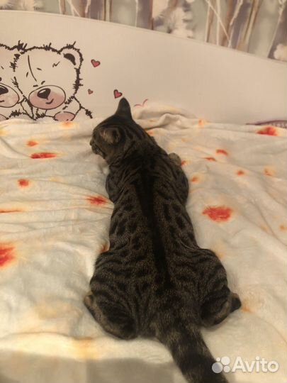 Бенгальский кот вязка
