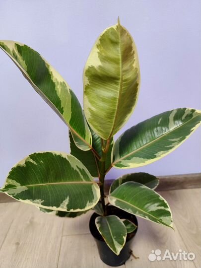 Фикус эластика тинеке