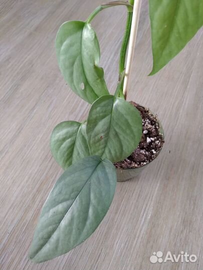 Эпипремнум себу блю