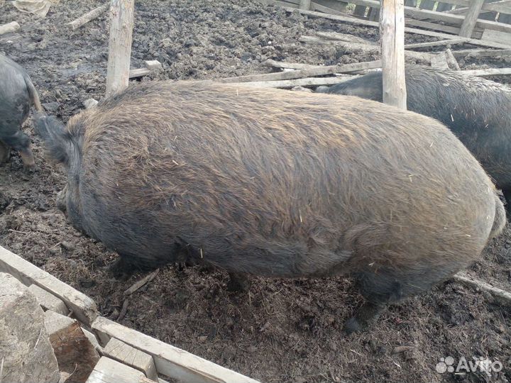 Хряк племенной