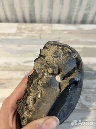 Окаменелости аммониты