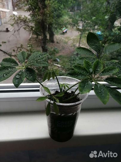 Молоденькая шефлера