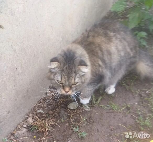 Кот в добрые руки