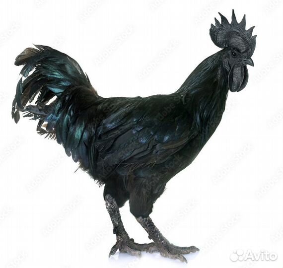 Петух ухейилюй