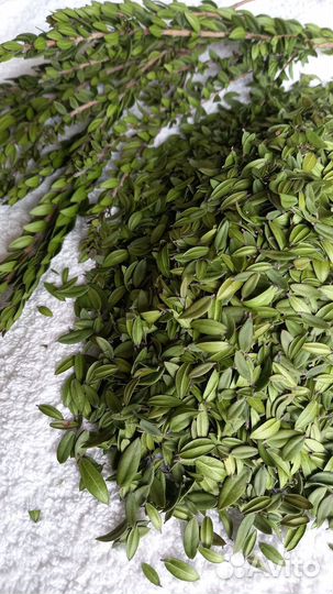 Мирт сушенный