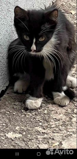 Кошка в дар