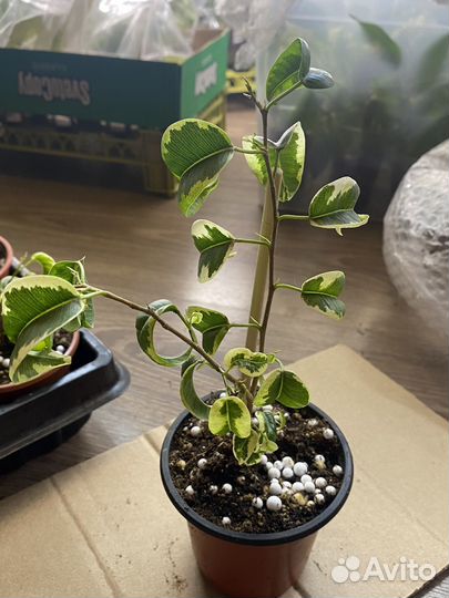 Фикус бенджамина Ирэн, Керли, Анастасия, Неон