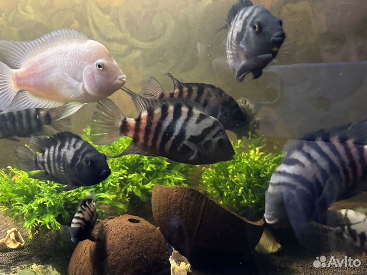 Цихлазома чернополосая Взрослая Пара рыбки аквариу