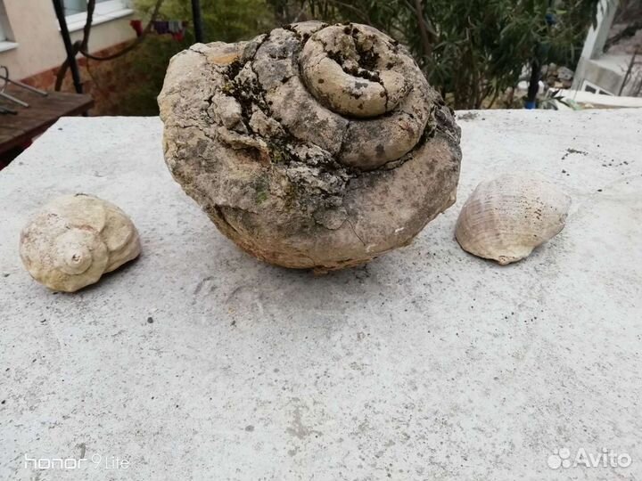 Древняя окаменелость