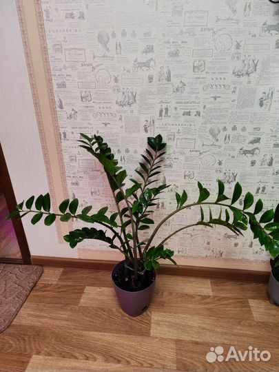 Замиокулькас