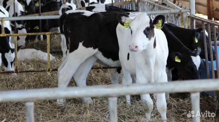 Быки Телки Холмогоры Голштины