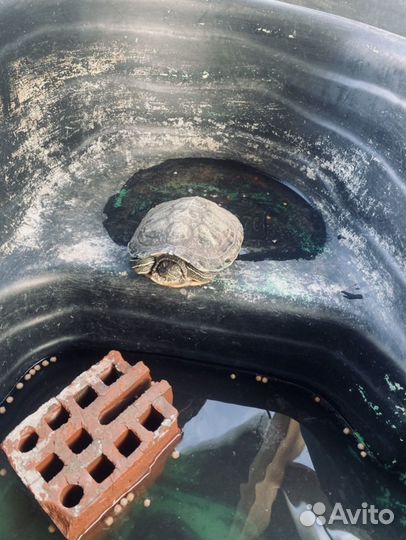 Отдам в хорошие руки морскую черепаху
