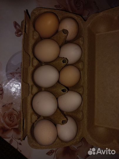 Домашние куриные яйца