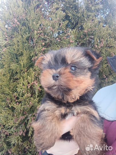 Йоркширский терьер