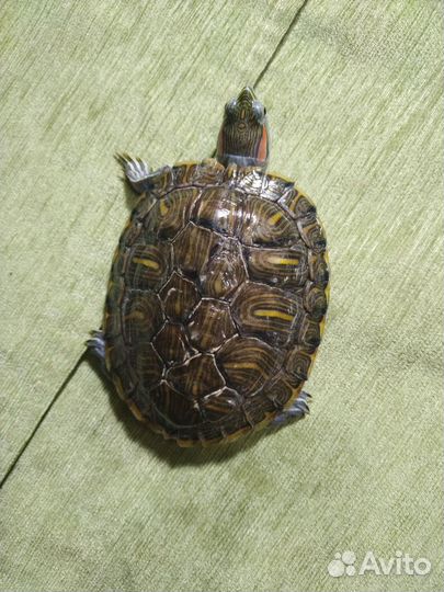 Красноухая черепаха