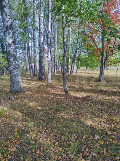 Дом 301,2 м² на участке 50 сот.