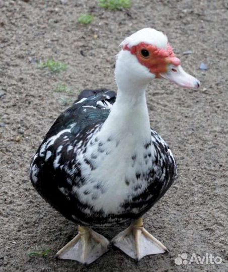 Индоутки. Гуси