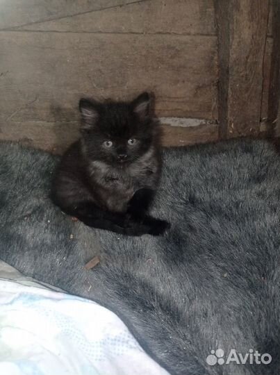 Котенок