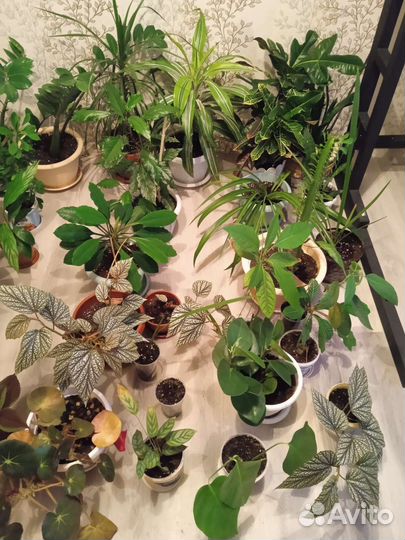 Комнатные цветы