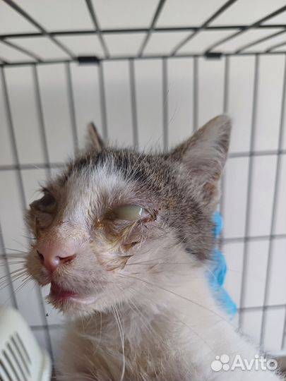 Есения котенок из приюта