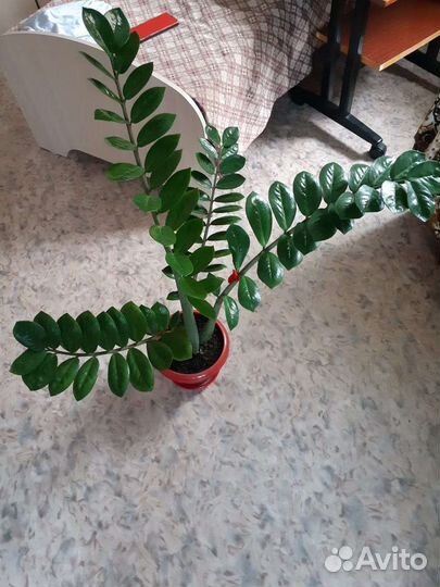 Замиокулькас