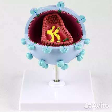 Модель вируса вич (спид)