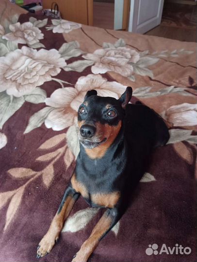 Маленькая собака в добрые руки