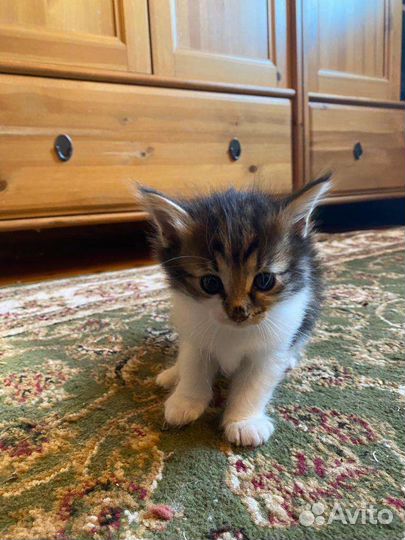 Котёнок девочка 1 месяц