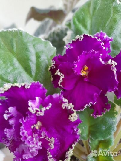 Сортовые фиалки