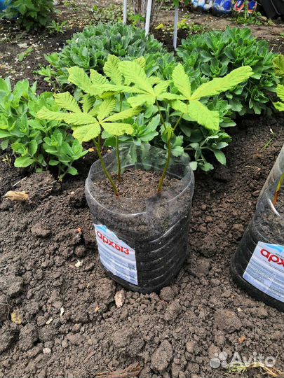 Саженцы каштана