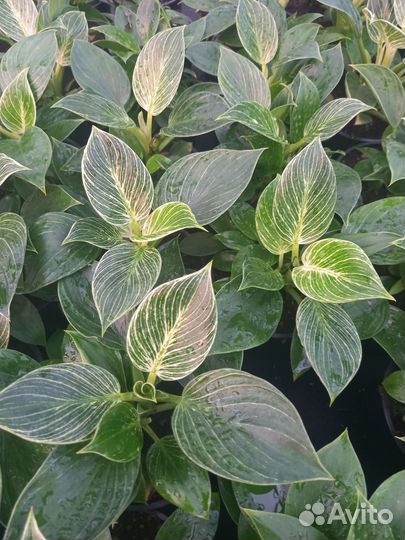 Филодендроны