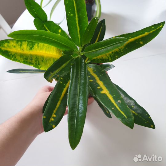 Кротон кодиум