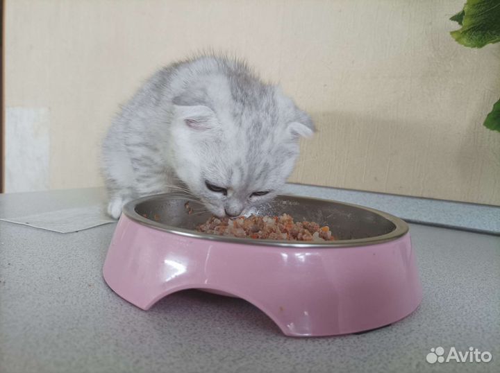 Корм для кошек