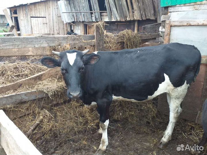 Продам телят