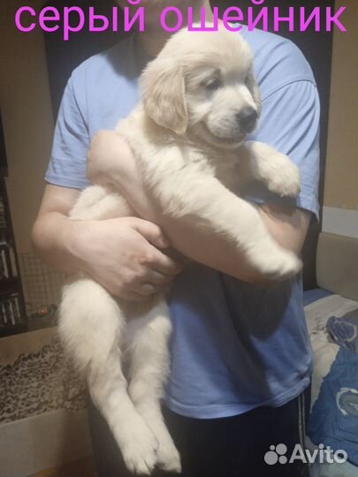 Золотистый Ретривер