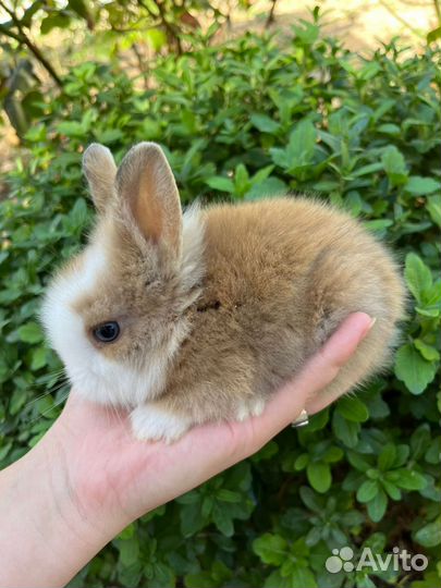 Декоративный кролик