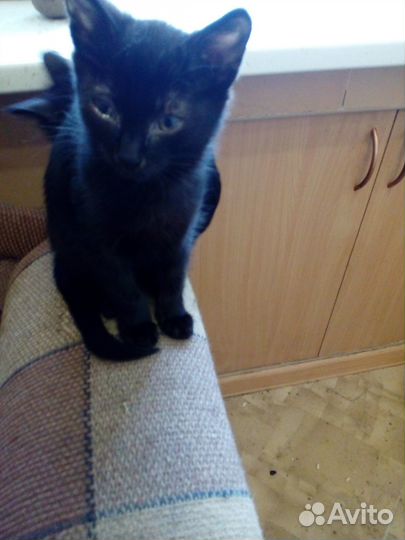 Отдам котят от кошки мышеловки