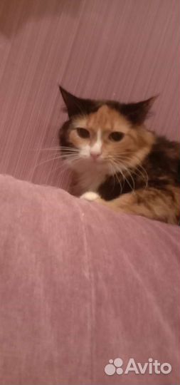 Кошка трёхцветная ласковая