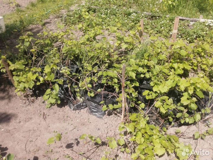 Виград районированный