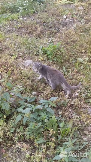 Котёнок мальчик