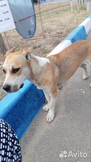 Собака в добрые руки