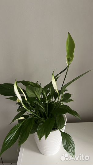 Спатифиллум