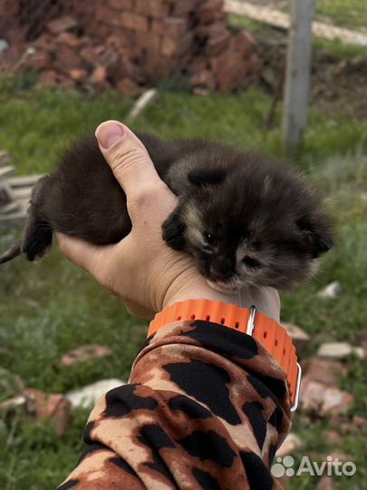 Вислоухие котята