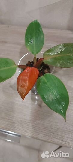 Филодендрон