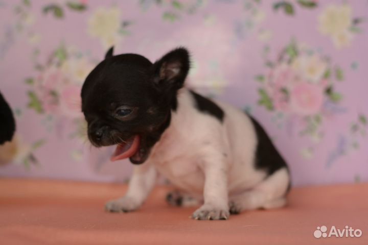 Шикарные малыши