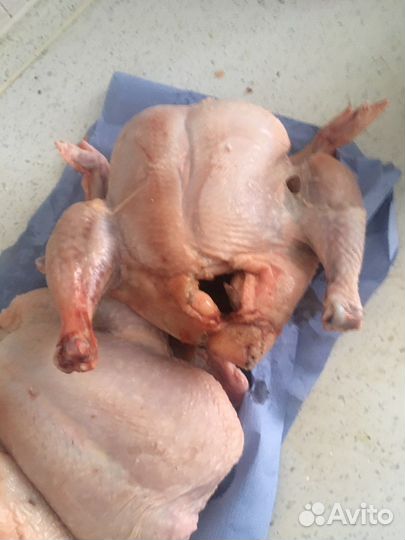 Фермерская, домашняя Птица утка, курица, индейка