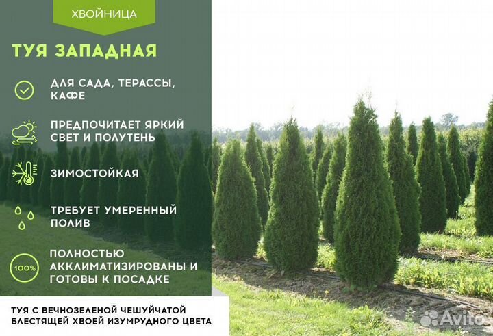 Туи крупномеры Колумна 4,5 м