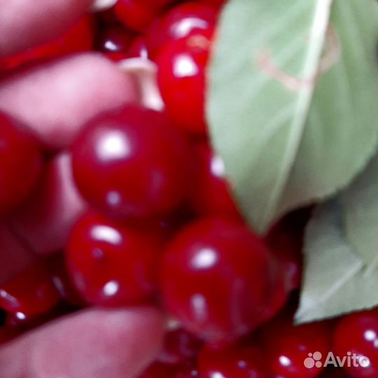 Вишня на ножке