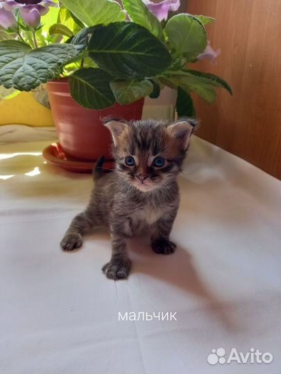 Котята мейн-кун