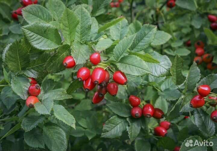 Саженцы Шиповник (Лакса) безшипный